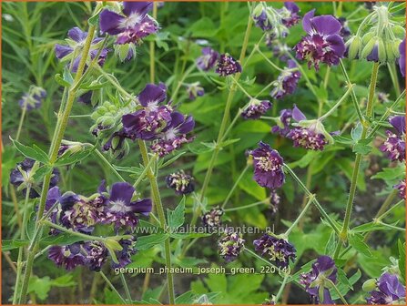 Geranium phaeum &#039;Joseph Green&#039; | Donkere ooievaarsbek, Ooievaarsbek, Tuingeranium, Geranium | Brauner Storchschna
