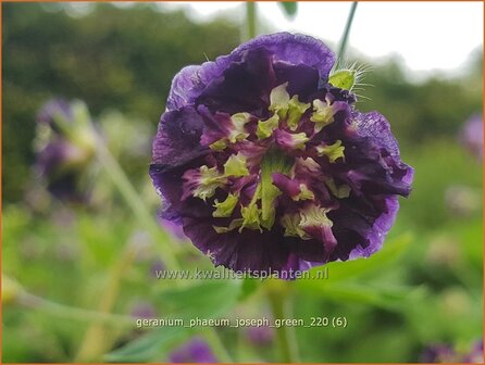 Geranium phaeum &#039;Joseph Green&#039; | Donkere ooievaarsbek, Ooievaarsbek, Tuingeranium, Geranium | Brauner Storchschna