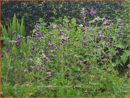 Geranium phaeum &#039;Joseph Green&#039; | Donkere ooievaarsbek, Ooievaarsbek, Tuingeranium, Geranium | Brauner Storchschna