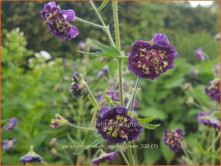 Geranium phaeum &#039;Joseph Green&#039; | Donkere ooievaarsbek, Ooievaarsbek, Tuingeranium, Geranium | Brauner Storchschna