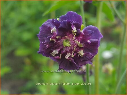 Geranium phaeum &#039;Joseph Green&#039; | Donkere ooievaarsbek, Ooievaarsbek, Tuingeranium, Geranium | Brauner Storchschna