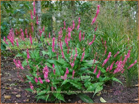 Persicaria amplexicaulis &#039;Flamingo Feathers&#039; | Doorgroeide duizendknoop, Adderwortel, Duizendknoop | Kerzenkn&amp;#x0