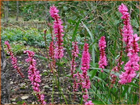 Persicaria amplexicaulis &#039;Flamingo Feathers&#039; | Doorgroeide duizendknoop, Adderwortel, Duizendknoop | Kerzenkn&amp;#x0