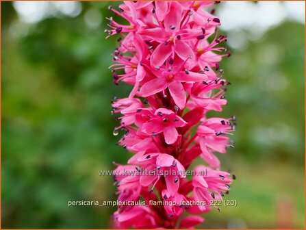Persicaria amplexicaulis &#039;Flamingo Feathers&#039; | Doorgroeide duizendknoop, Adderwortel, Duizendknoop | Kerzenkn&amp;#x0