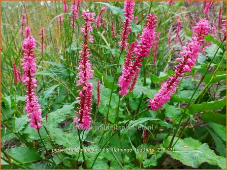 Persicaria amplexicaulis &#039;Flamingo Feathers&#039; | Doorgroeide duizendknoop, Adderwortel, Duizendknoop | Kerzenkn&amp;#x0