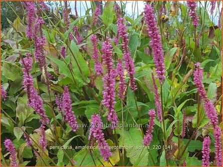 Persicaria amplexicaulis 'September Spires' | Doorgroeide duizendknoop, Adderwortel, Duizendknoop | Kerzenkn&amp;#x00