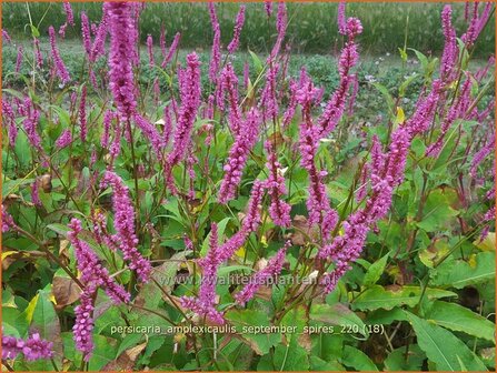 Persicaria amplexicaulis 'September Spires' | Doorgroeide duizendknoop, Adderwortel, Duizendknoop | Kerzenkn&amp;#x00