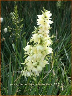 Yucca filamentosa &#039;Schneetanne&#039; | Vezelpalmlelie, Vezelyucca, Palmlelie | F&auml;dige Palmlilie | Spoonleaf Yuc