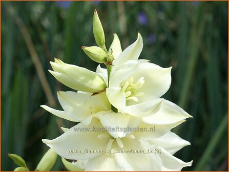 Yucca filamentosa &#039;Schneetanne&#039; | Vezelpalmlelie, Vezelyucca, Palmlelie | F&auml;dige Palmlilie | Spoonleaf Yuc