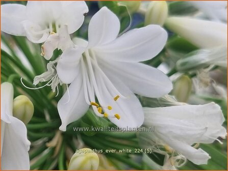 Agapanthus &#039;Ever White&#039; | Afrikaanse lelie, Kaapse lelie, Liefdesbloem, Blauwe tuberoos | Schmucklilie | African 