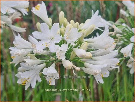 Agapanthus &#039;Ever White&#039; | Afrikaanse lelie, Kaapse lelie, Liefdesbloem, Blauwe tuberoos | Schmucklilie | African 