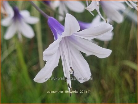 Agapanthus &#039;Fireworks&#039; | Afrikaanse lelie, Kaapse lelie, Liefdesbloem, Blauwe tuberoos | Schmucklilie | African L
