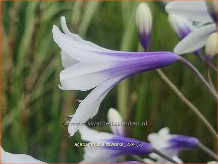 Agapanthus &#039;Fireworks&#039; | Afrikaanse lelie, Kaapse lelie, Liefdesbloem, Blauwe tuberoos | Schmucklilie | African L