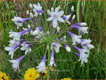 Agapanthus &#039;Fireworks&#039; | Afrikaanse lelie, Kaapse lelie, Liefdesbloem, Blauwe tuberoos | Schmucklilie | African L