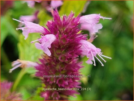 Agastache &#039;Beelicious Pink&#039; | Dropplant, Anijsnetel, Dropnetel | Duftnessel | Giant Hyssop