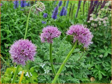 Allium nutans &#039;Esmee&#039; | Siberisch bieslook, Look | Sibirischer Knoblauch | Siberian Chives
