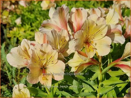 Alstroemeria &#039;Beach Valley&#039; | Incalelie, Peruviaanse lelie | Inkalilie | Peruvian Lily