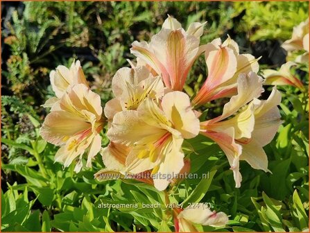 Alstroemeria &#039;Beach Valley&#039; | Incalelie, Peruviaanse lelie | Inkalilie | Peruvian Lily
