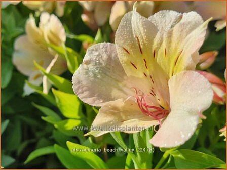 Alstroemeria &#039;Beach Valley&#039; | Incalelie, Peruviaanse lelie | Inkalilie | Peruvian Lily
