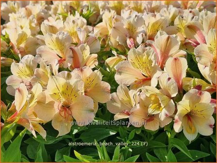 Alstroemeria &#039;Beach Valley&#039; | Incalelie, Peruviaanse lelie | Inkalilie | Peruvian Lily