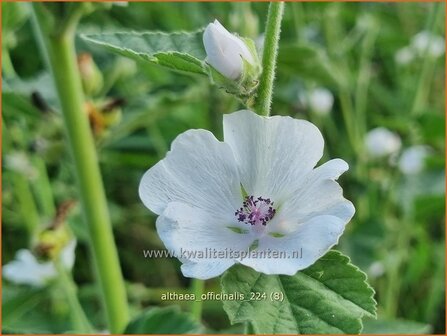 Althaea officinalis | Echte heemst, Heemst | Gebr&auml;uchlicher Eibisch | Common Marsh Mallow