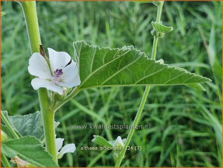 Althaea officinalis | Echte heemst, Heemst | Gebr&auml;uchlicher Eibisch | Common Marsh Mallow