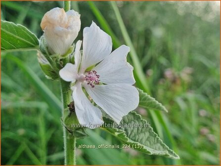 Althaea officinalis | Echte heemst, Heemst | Gebr&auml;uchlicher Eibisch | Common Marsh Mallow
