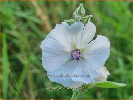 Althaea officinalis | Echte heemst, Heemst | Gebr&auml;uchlicher Eibisch | Common Marsh Mallow