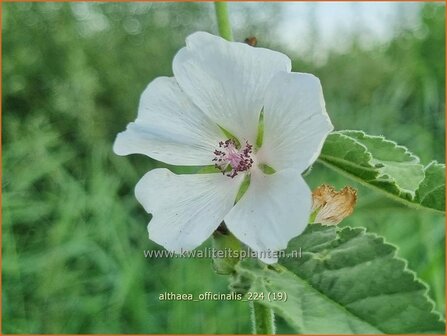 Althaea officinalis | Echte heemst, Heemst | Gebr&auml;uchlicher Eibisch | Common Marsh Mallow