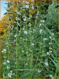 Althaea officinalis | Echte heemst, Heemst | Gebr&auml;uchlicher Eibisch | Common Marsh Mallow