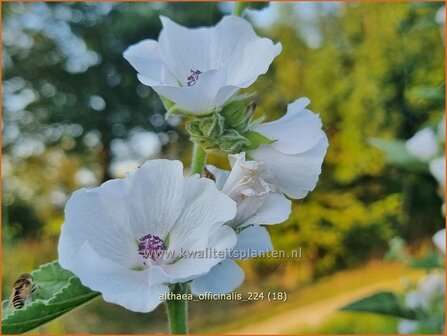 Althaea officinalis | Echte heemst, Heemst | Gebr&auml;uchlicher Eibisch | Common Marsh Mallow