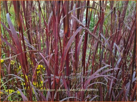 Andropogon gerardii &#039;Blackhawks&#039; | Baardgras | Gerards Blauhalm | Big Bluestem