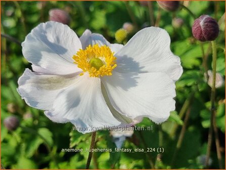 Anemone hupehensis &#039;Fantasy Elsa&#039; | Herfstanemoon, Japanse anemoon, Anemoon | Herbstanemone | Japanese Anemone