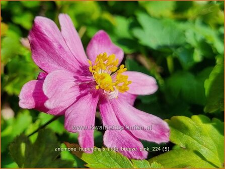 Anemone hupehensis &#039;Little Breeze Pink&#039; | Herfstanemoon, Japanse anemoon, Anemoon | Herbstanemone | Japanese Anemone