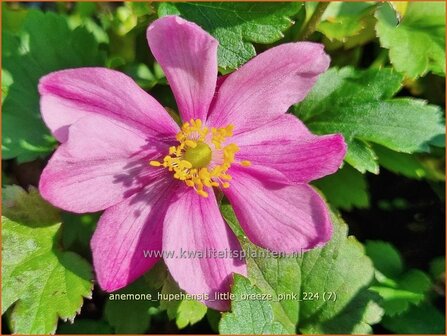 Anemone hupehensis &#039;Little Breeze Pink&#039; | Herfstanemoon, Japanse anemoon, Anemoon | Herbstanemone | Japanese Anemone