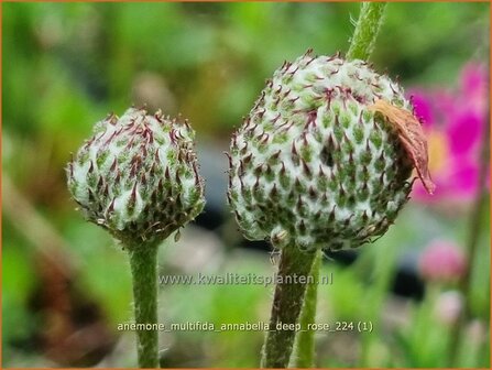 Anemone multifida &#039;Annabella Deep Rose&#039; | Anemoon | Fr&uuml;hsommer-Windr&ouml;schen | Rocky Mountain Windflo