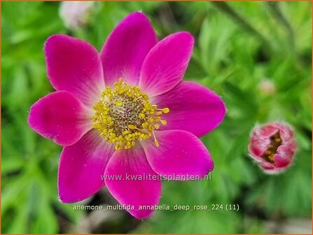 Anemone multifida &#039;Annabella Deep Rose&#039; | Anemoon | Fr&uuml;hsommer-Windr&ouml;schen | Rocky Mountain Windflo