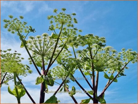 Angelica dahurica 'BLBP02' | Engelwortel | Sibirische Engelwurz | Dahurian Angelica