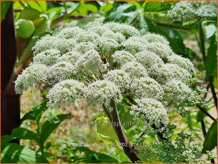 Angelica dahurica 'BLBP02' | Engelwortel | Sibirische Engelwurz | Dahurian Angelica