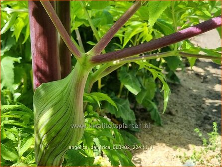 Angelica dahurica 'BLBP02' | Engelwortel | Sibirische Engelwurz | Dahurian Angelica