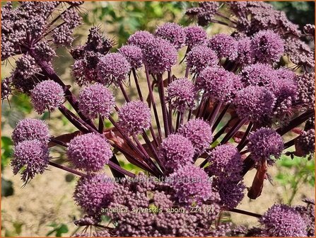 Angelica sylvestris 'Ebony' | Gewone engelwortel, Engelwortel | Wald-Engelwurz | Wild Angelica