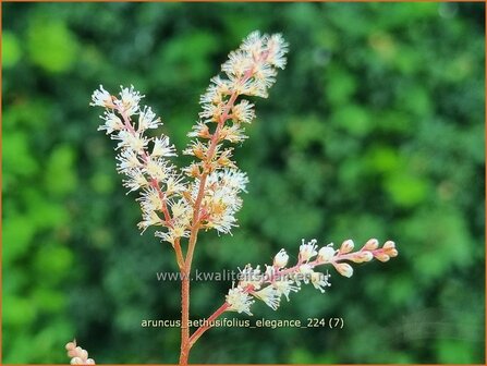 Aruncus aethusifolius &#039;Elegance&#039; | Kleine geitenbaard, Geitenbaard | Kleiner Gei&szlig;bart | Dwarf Goat&#039;