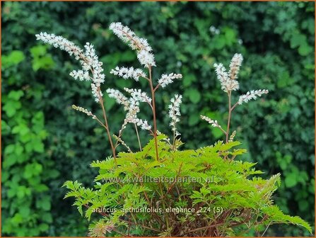 Aruncus aethusifolius &#039;Elegance&#039; | Kleine geitenbaard, Geitenbaard | Kleiner Gei&szlig;bart | Dwarf Goat&#039;