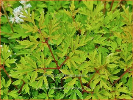 Aruncus aethusifolius &#039;Elegance&#039; | Kleine geitenbaard, Geitenbaard | Kleiner Gei&szlig;bart | Dwarf Goat&#039;