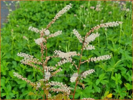 Aruncus &#039;Misty Lace&#039; | Geitenbaard | Gei&szlig;bart | Goat&#039;s Beard