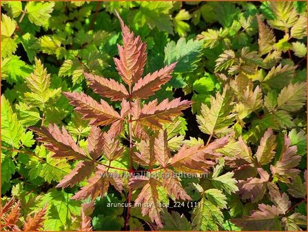 Aruncus &#039;Misty Lace&#039; | Geitenbaard | Gei&szlig;bart | Goat&#039;s Beard