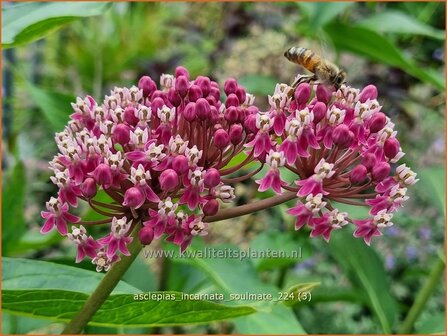 Asclepias incarnata &#039;Soulmate&#039; | Zijdeplant | Seidenpflanze | Swamp Milkweed