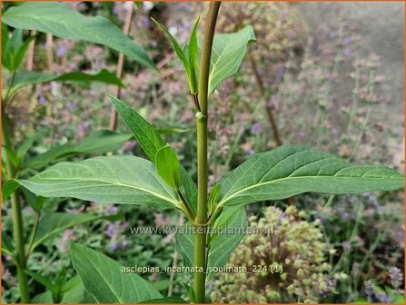 Asclepias incarnata &#039;Soulmate&#039; | Zijdeplant | Seidenpflanze | Swamp Milkweed