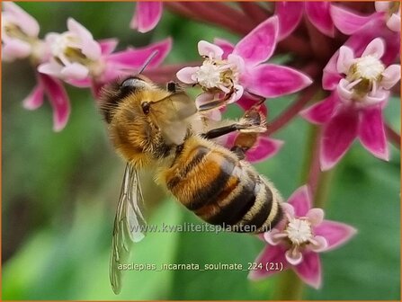 Asclepias incarnata &#039;Soulmate&#039; | Zijdeplant | Seidenpflanze | Swamp Milkweed