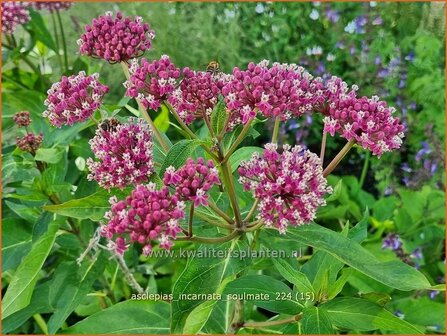 Asclepias incarnata &#039;Soulmate&#039; | Zijdeplant | Seidenpflanze | Swamp Milkweed